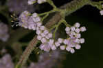 American beautyberry